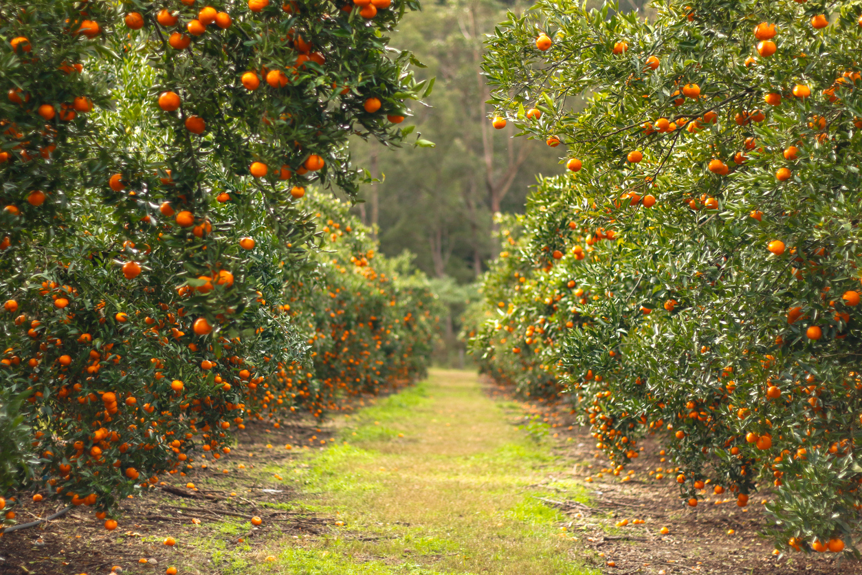 Australian citrus orchard with agricultural safety training