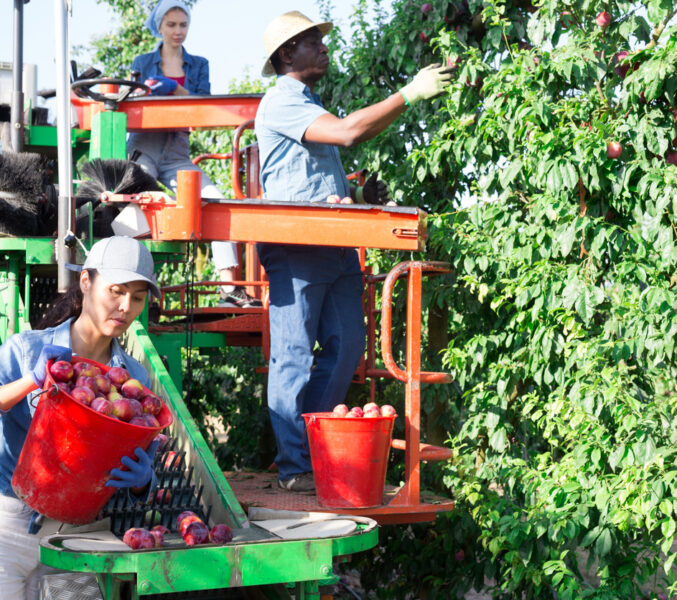 Harvesting team on platform